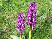 Orchis mascula